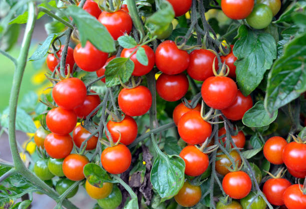 Tomato Seeds - High Yield